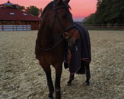 dressage horse Ronaldinho (Oldenburg, 2005, from Rohdiamant)