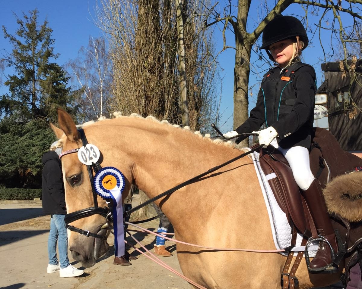 dressage horse Voodoo Puppe Cr (German Riding Pony, 2011, from Voyager 2)