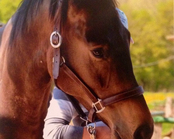 dressage horse Barney Bright Magic (Oldenburg show jumper, 2009)