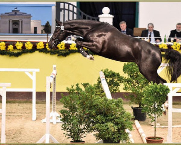 stallion Kanndarco (Oldenburg show jumper, 2013, from Kannan)
