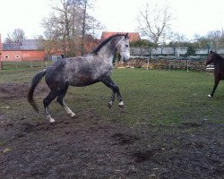 broodmare Sayuri P (Hanoverian, 2006, from Samarant)