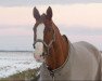 Springpferd Classic - Girl (Westfale, 2001, von Classic Man)