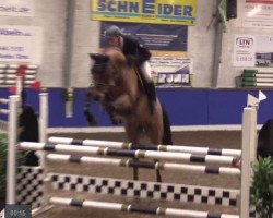 jumper Conbelleza (Oldenburg show jumper, 2010, from Conthargos)