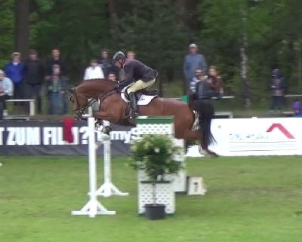 jumper Charlston 24 (German Sport Horse, 2010, from Chap 47)