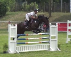 jumper Loa 12 (Oldenburg show jumper, 2010, from Leo von Faelz)