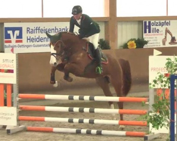 Springpferd Cora de La Rosa W (Deutsches Sportpferd, 2011, von Carrico)
