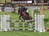 jumper Sydney 273 (German Sport Horse, 2011, from Casdorff)