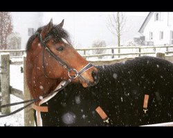 jumper Maddox 28 (German Riding Pony, 2008, from Majan's Sunny Boy)