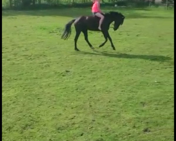 dressage horse Nakota (unknown, 2010)