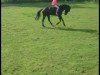 dressage horse Nakota (unknown, 2010)