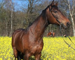 dressage horse Winston Spencer (Hanoverian, 2001, from Wolkentanz I)