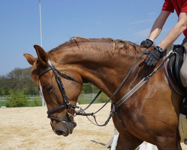 broodmare Emilly 2 (Czech Warmblood, 2006, from Amarillo)