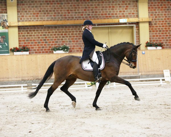 dressage horse Quadriga P (German Warmblood, 2008, from Quaterback)