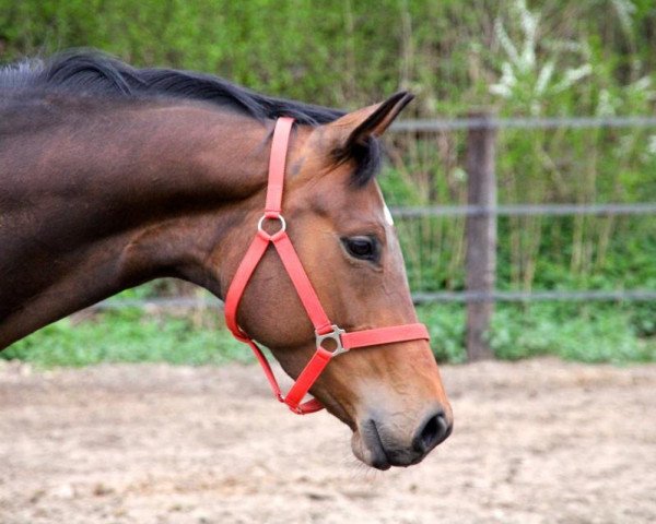 dressage horse Walida 27 (Oldenburg, 2008, from Sir Donnerhall I)