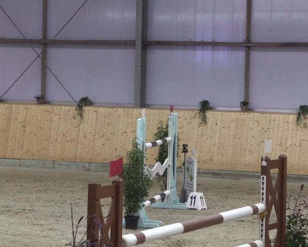 FEI Reitturnier Damme-Neuenwalde (GER) 2020
