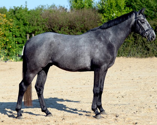 dressage horse Cody (Westphalian, 2013, from Conen)