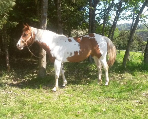 Zuchtstute Buddy Indian Stardust (Paint Horse, 2008, von Impish)