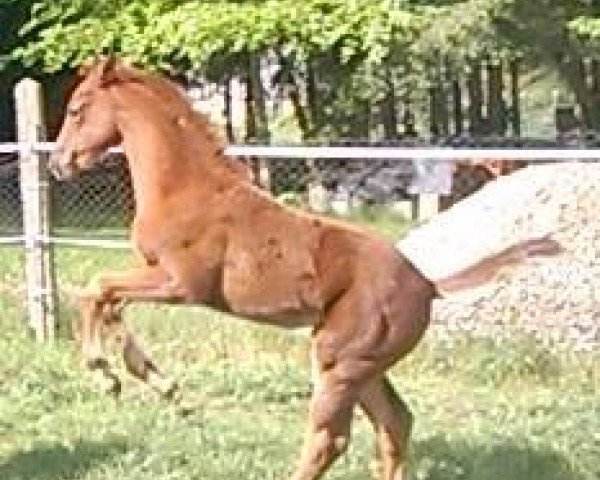 Dressurpferd First Lady (Deutsches Sportpferd, 2016, von Flanell)