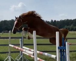 jumper Chitto Akeschetta (German Warmblood, 2017, from Contendros)