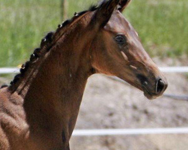 dressage horse Denira von Worrenberg (Hanoverian, 2011, from De Niro)