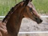 dressage horse Denira von Worrenberg (Hanoverian, 2011, from De Niro)