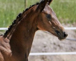 dressage horse Denira von Worrenberg (Hanoverian, 2011, from De Niro)