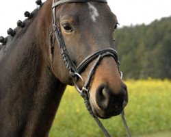 broodmare Hispaniola (Hanoverian, 2004, from Hohenstein I)