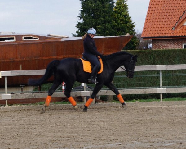 dressage horse Renator (Oldenburg, 2007, from Rascalino)