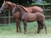 broodmare Quinada (Hanoverian, 2012, from Quasar de Charry)