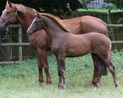 broodmare Quinada (Hanoverian, 2012, from Quasar de Charry)