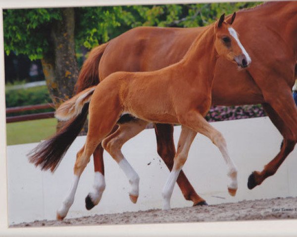 dressage horse Lifetime (Hanoverian, 2010, from Londontime)