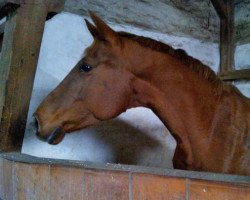 broodmare Hexe (Hanoverian, 2004, from His Highness)