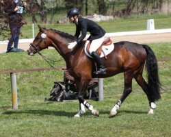 dressage horse Fidelio P (Rhinelander, 2011, from Feedback 16)