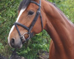 jumper Quinzilou (Hanoverian, 2011, from Quintender 2)