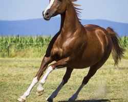 dressage horse Mary Lou 170 (German Riding Pony, 2001, from Madison)