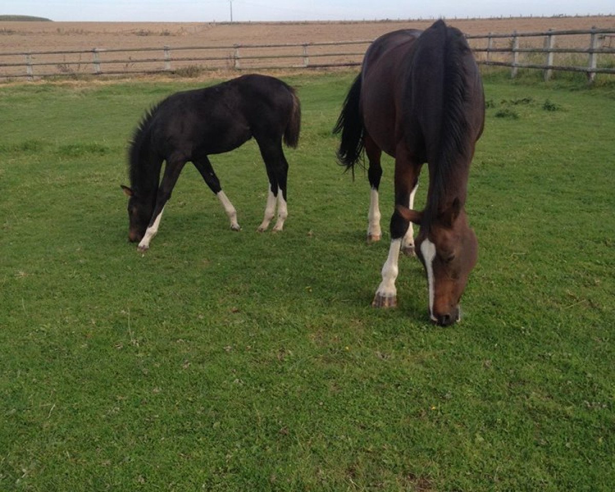 broodmare Remember Me (KWPN (Royal Dutch Sporthorse), 1998, from Heartbreaker)