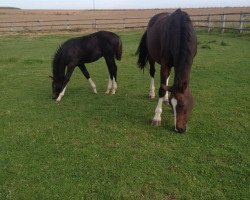 broodmare Remember Me (KWPN (Royal Dutch Sporthorse), 1998, from Heartbreaker)