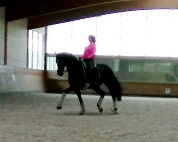 dressage horse Don Hope (Hanoverian, 2006, from Don Primero)