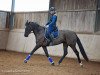 dressage horse Lilli Marleen 31 (Hanoverian, 2011, from Lord de Hus)