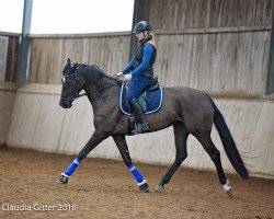 dressage horse Lilli Marleen 31 (Hanoverian, 2011, from Lord de Hus)