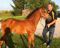 Springpferd Cedric G (Württemberger, 2012, von Cillarney)