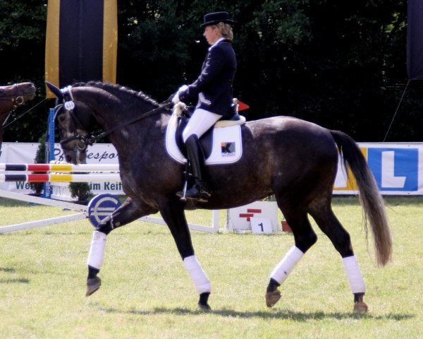 dressage horse Svensson 3 (Oldenburg, 2004, from Sandro Hit)