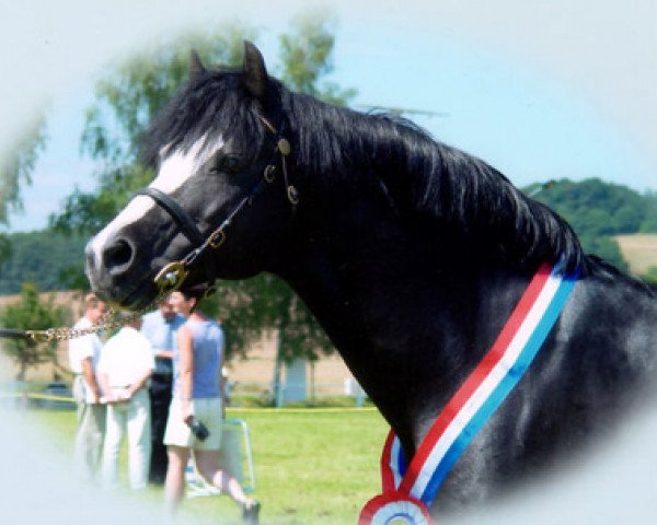 stallion Rakt's Rocky (Welsh-Pony (Section B), 1989, from Hondsrug Raspoetin)