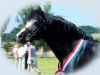 stallion Rakt's Rocky (Welsh-Pony (Section B), 1989, from Hondsrug Raspoetin)