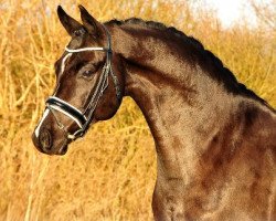 dressage horse Diomio (Hanoverian, 2008, from Dancier)