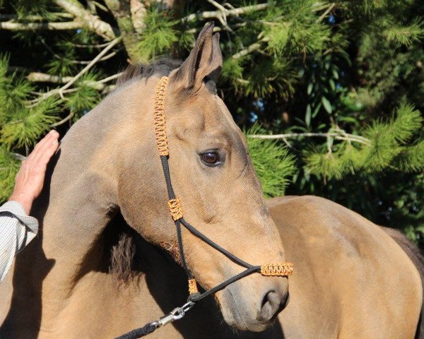 Pferd Ojo (Lusitano, 1998)