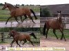 broodmare Vanea (KWPN (Royal Dutch Sporthorse), 2002, from Rousseau)