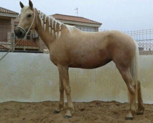 horse Muneca (Lusitano, 2013)