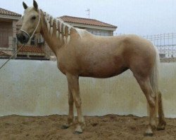 horse Muneca (Lusitano, 2013)