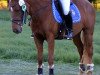 dressage horse Singita (German Riding Pony, 2002, from Nalet Stern ox)